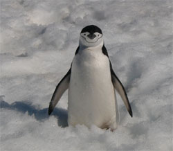 Portalpinguin